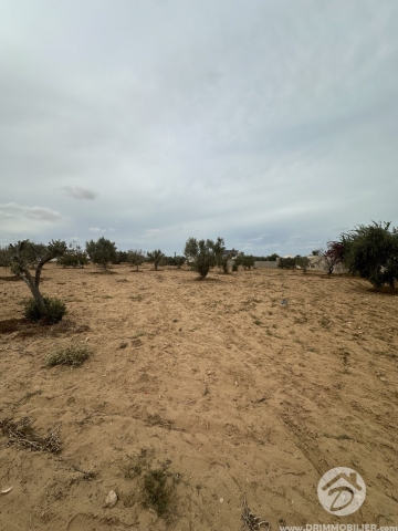 V648 -                            Sale
                           Terrain Djerba