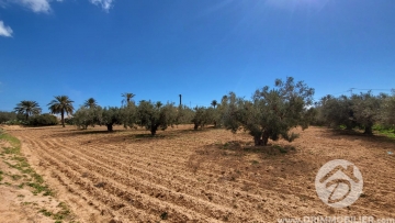 V703 -                            Koupit
                           Terrain Djerba